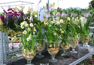 Nét đẹp hội hoa xuân Hạ Long 2019