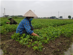 Tập trung chăm sóc, phòng trừ sâu bệnh cho lúa, màu vụ đông - xuân
