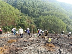 Xã Dân Chủ tổ chức “Tết trồng cây” năm 2021