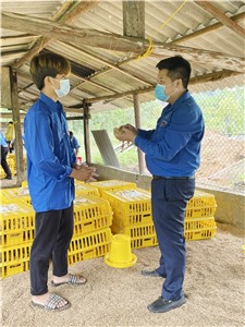 Thành đoàn Hạ Long bàn giao gà giống hỗ trợ đoàn viên thanh niên phát triển kinh tế