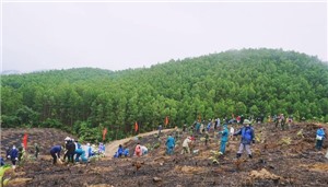 Sôi nổi, thiết thực “Tết trồng cây”