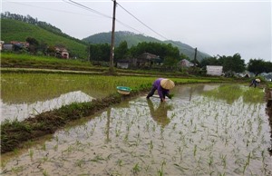 Hạ Long đẩy nhanh tiến độ gieo cấy vụ xuân