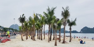  Xây dựng phương án quản lý, vận hành, khai thác bãi tắm Hòn Gai tại phường Hồng Hà, thành phố Hạ Long