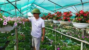 Các làng hoa trên địa bàn TP chuẩn bị vụ hoa tết