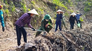 Hạ Long đẩy mạnh trồng rừng gỗ lớn