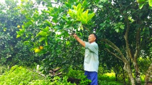 Bệnh binh Phạm Khắc Thoảng làm kinh tế giỏi