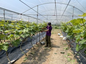 TP Hạ Long: Nâng cao tiêu chí thu nhập trong xây dựng nông thôn mới