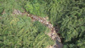 Đến với rừng Đồng Sơn - Kỳ Thượng…
