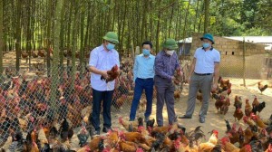 Phát triển chăn nuôi gắn với liên kết tiêu thụ Gà thương phẩm trên địa bàn thành phố Hạ Long năm 2023  
