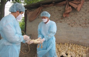 Triển khai tiêm vắc xin phòng bệnh gia súc, gia cầm năm 2023