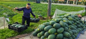 Nông dân Hạ Long tập trung thu hoạch vụ xuân hè