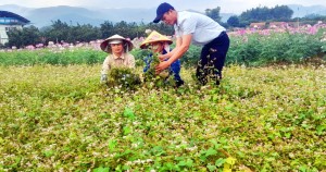 Tô sắc xuân cho vùng trồng hoa truyền thống