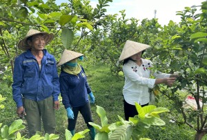 Hạ Long: Thúc đẩy phát triển kinh tế - xã hội các xã vùng cao