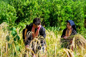 Gạo nương từ bản người Dao